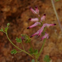Fumaria vaillantii Loisel.